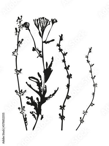 Botanical illustration. Vector silhouette of a plant, branch, twig, grass, herb or flower. Isolated black drawing on white background.