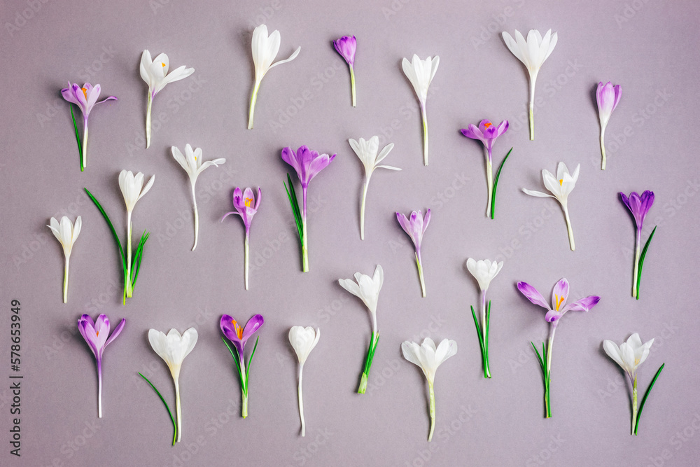 Festive floral background with white and purple crocuses on gray background. Spring holidays concept