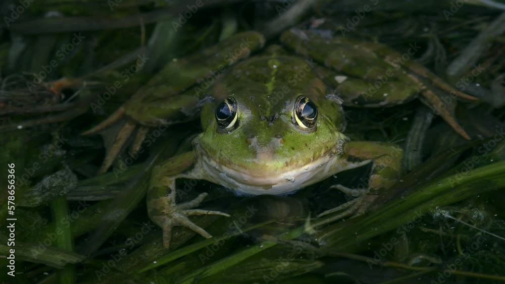 Green Marsh frog or Eurasian marsh frog (Pelophylax ridibundus) half submerged in water, front view. Green Marsh frog or Eurasian marsh frog (Pelophylax ridibundus) half submerged in water, front view.
