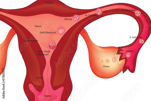 Female reproductive system (ovaries, Fallopian tubes, uterus, vagina, accessory glands, and external genital organs) photo