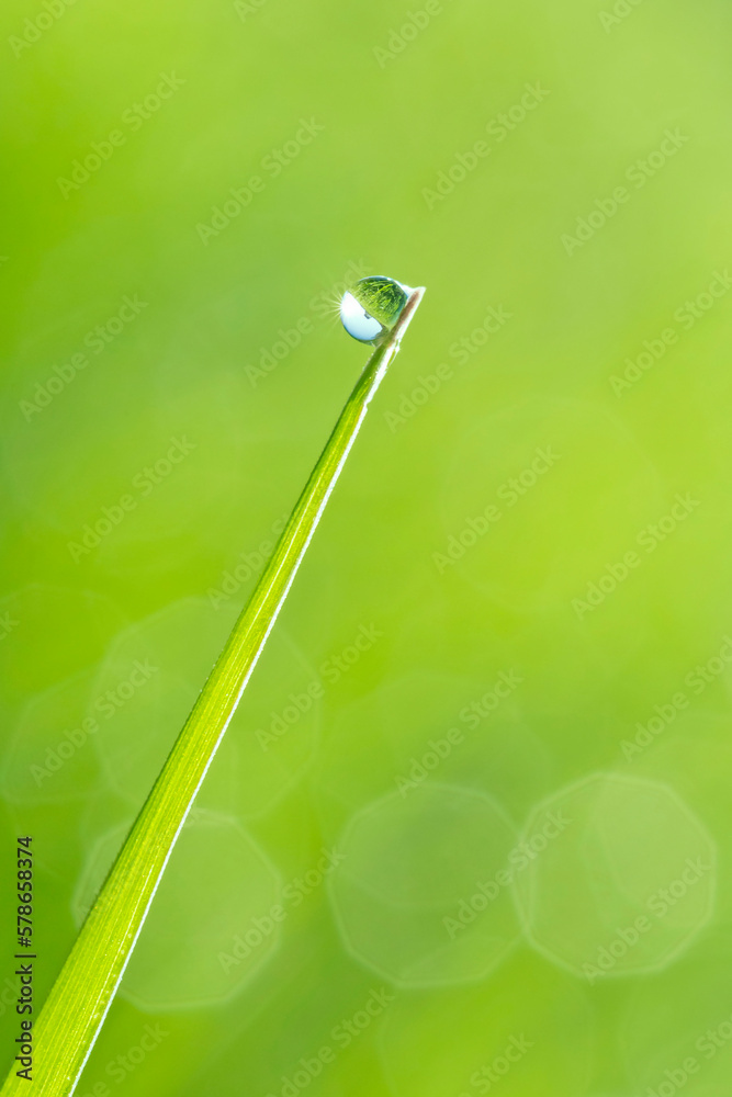 dew drop on blade against green background dew drop on blade against green background