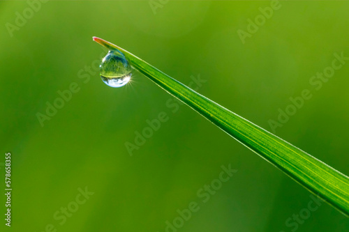 dew drop hanging on green blade © romantiche