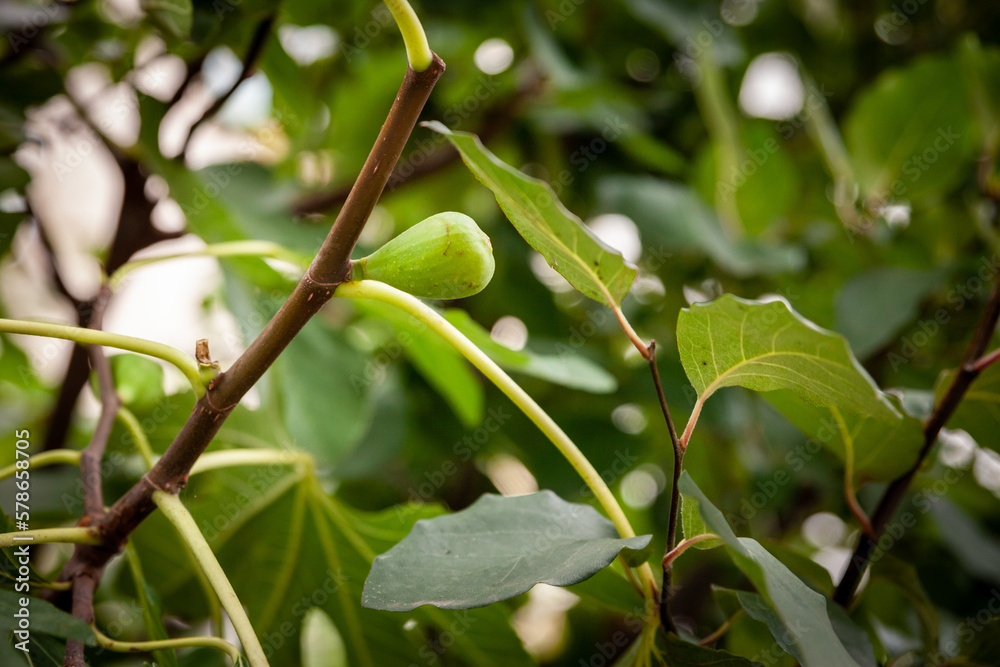 Fototapeta premium Selective blur on a green fig on a fig tree, surrounded by branches and leaves. Figs are from the family Ficus Carica, originating from Mediterranean.