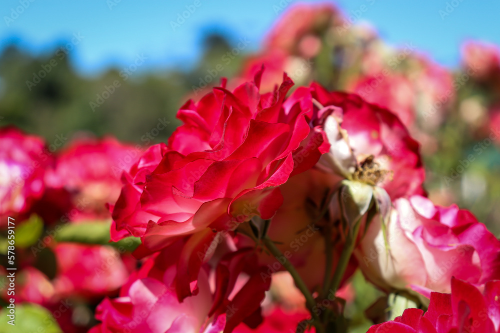 close up of red rose blossoms close up of red rose blossoms