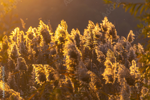 Reed thicket  arundo donax plants  photographed in spring  backlit. 