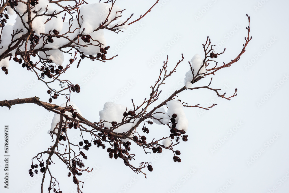 Alder tree branches with snow on a winter day. Natural photo Alder tree branches with snow on a winter day. Natural photo