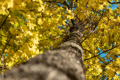 Autumn maple tree trunk look up with golden leaves on blue sky. Natural woodland close-up view