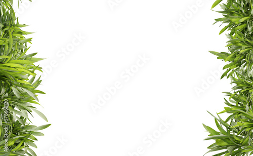 Green leaf frame on transparent background  center space  3d render illustration.