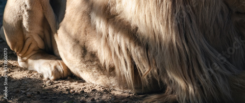 Lion body with gorgeous mane fur and paws close-up, laying on sand ground with light and shadows from summer sun