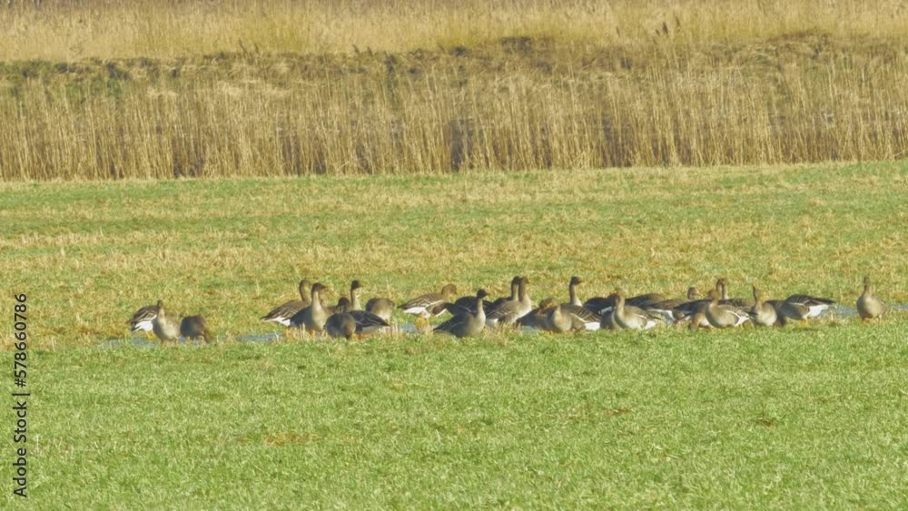 Beautiful large flock of Greylag goose (Anser anser) breeding in the green agricultural field Northern Europe during migration season, sunny spring day, distant medium low angle shot Beautiful large flock of Greylag goose (Anser anser) breeding in the green agricultural field Northern Europe during migration season, sunny spring day, distant medium low angle shot
