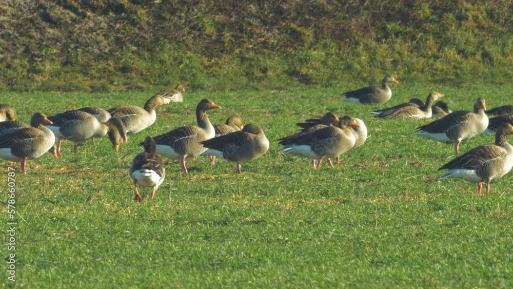 Beautiful large flock of Greylag goose (Anser anser) breeding in the green agricultural field Northern Europe during migration season, sunny spring day, distant medium low angle closeup shot Beautiful large flock of Greylag goose (Anser anser) breeding in the green agricultural field Northern Europe during migration season, sunny spring day, distant medium low angle closeup shot