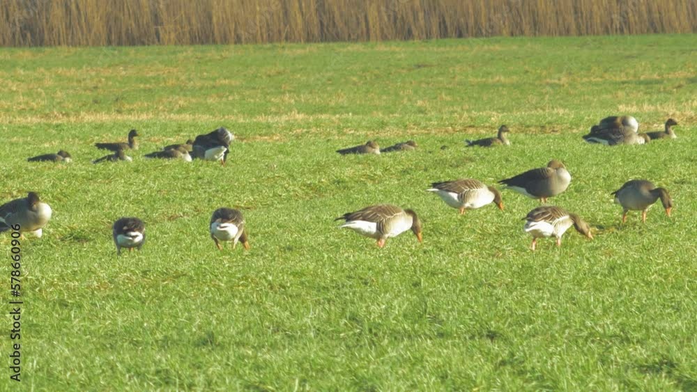 Beautiful large flock of Greylag goose (Anser anser) breeding in the green agricultural field Northern Europe during migration season, sunny spring day, distant medium low angle shot Beautiful large flock of Greylag goose (Anser anser) breeding in the green agricultural field Northern Europe during migration season, sunny spring day, distant medium low angle shot
