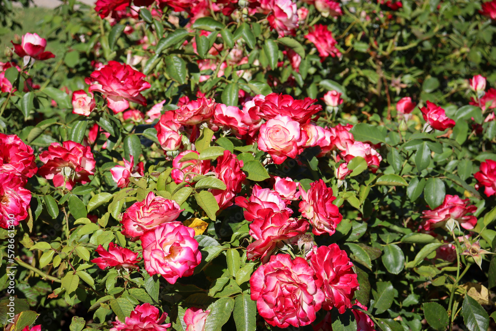 garden bed with red and white flowering roses