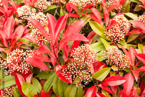 Photinia red robin bush in the park