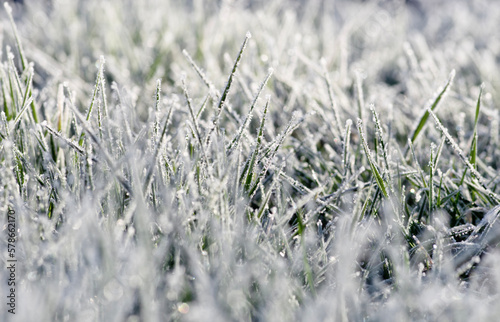 Ice grass winter background