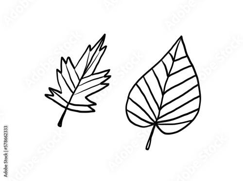 A set of hand drawn leaves. Good for any project.