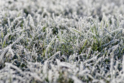 Winter background, morning frost in the grass