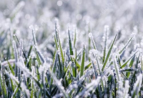  frost on the grass in the field © Alekss