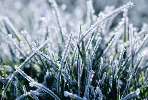Frost on the plants. Ice grass. Beautiful winter background