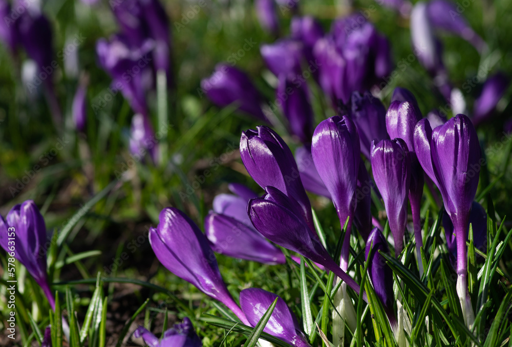 purple crocus flowers in a grass purple crocus flowers in a grass