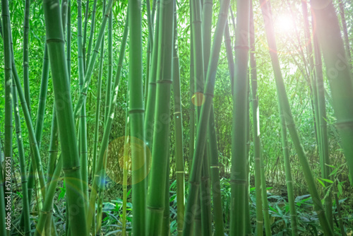 Obraz na płótnie bamboos in a bamboo forest