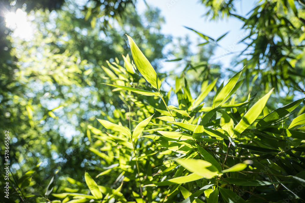 Obraz premium bamboos in a bamboo forest