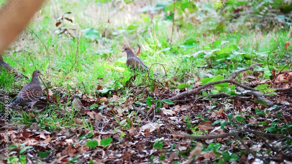 次々と飛び立つ鳩「スローモーション」 次々と飛び立つ鳩「スローモーション」