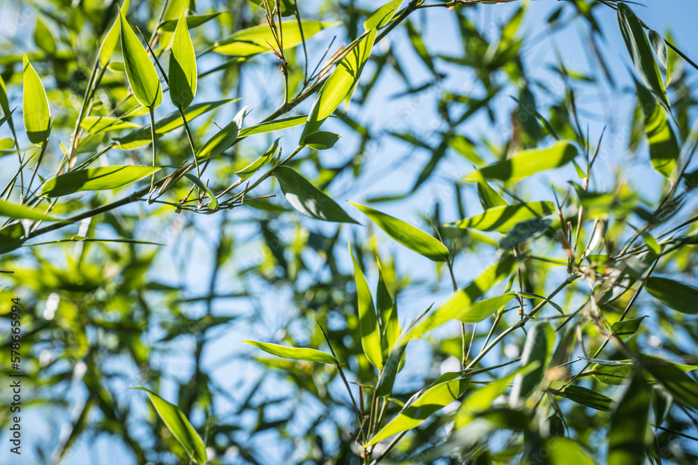 Naklejka premium bamboos in a bamboo forest