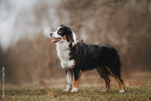 young merle and the tricolor australian shepherd portrait in spring