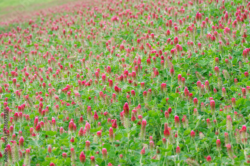 A large field of crimson clover blooming in spring.