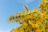 青空と黄色に咲くミモザの花