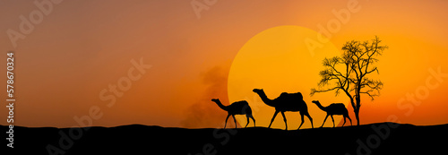 Panorama Silhouette three camel at sunset and big sun on the dunes of the Thar desert. Jaisalmer, India.South Asia.