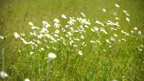 Wallpaper Mural A field of white daisies in the wind sways close-up slow motion. Slow motion. Concept: nature, flowers, spring, biology, fauna, environment, ecosystem Torontodigital.ca