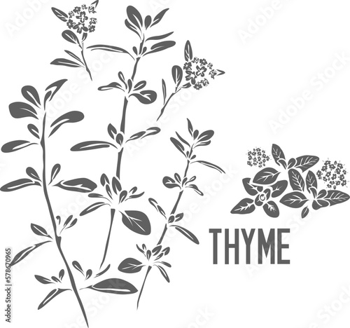 Thyme flowers and leafs vector silhouette. Thymi serpylli herba medicinal herbal outline. Thyme inflorescences with leaf silhouette for pharmaceuticals. Set of outline thyme stem medicinal plant