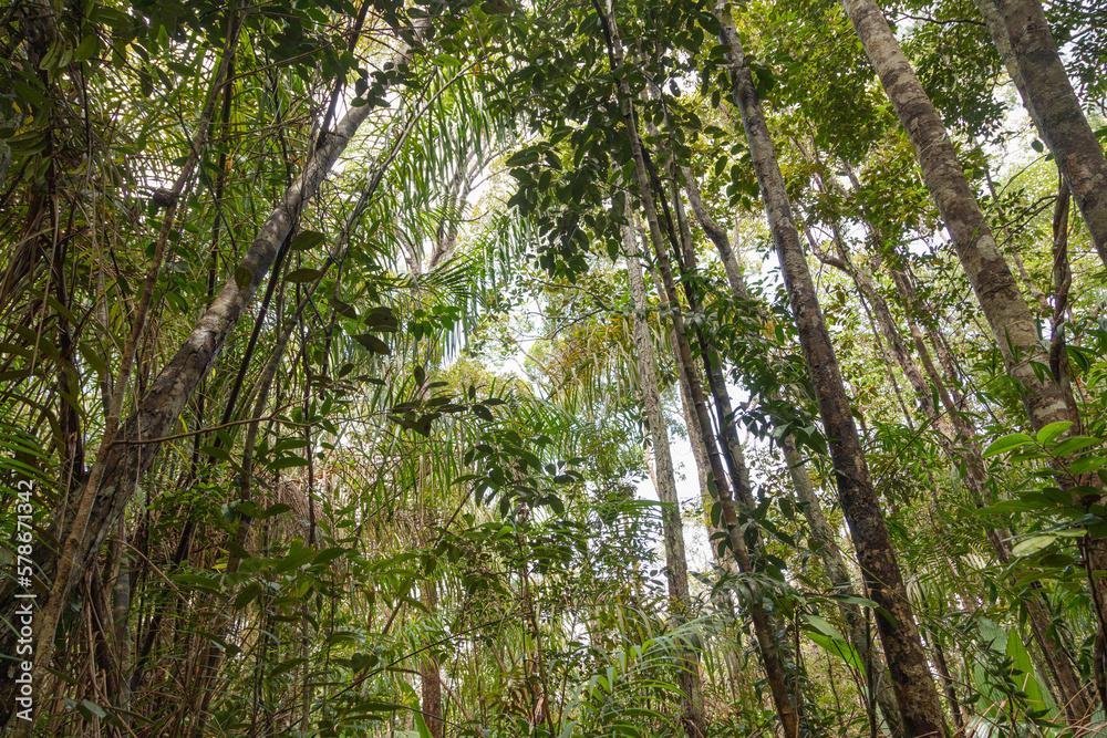 Wild jungle in Bako national park. Vacation, travel, tropics concept. Wild jungle in Bako national park. Vacation, travel, tropics concept.