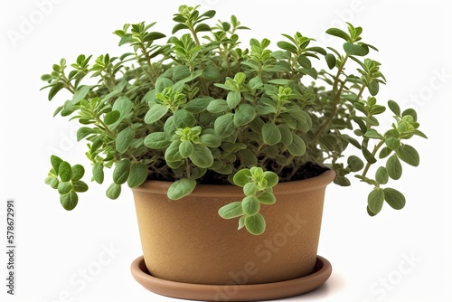 Oregano, an aromatic herb, growing in a pot on a white background; a notion for a home garden. Superior image quality. Generative AI