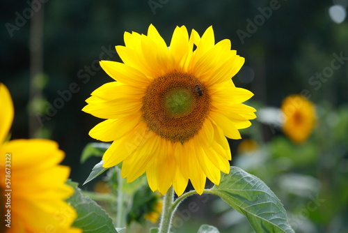 Sonnenblume  Blume  Bl  te  Deutschland