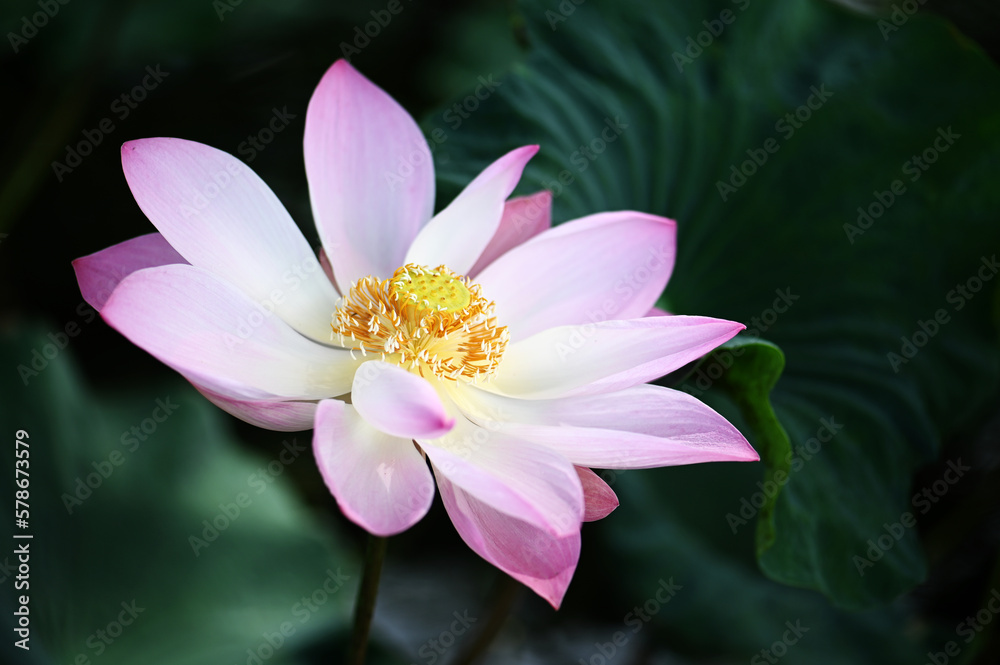 Beautiful lotus flower in Thailand, Asia Beautiful lotus flower in Thailand, Asia