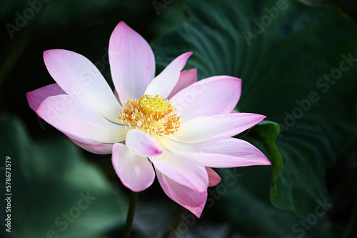 Beautiful lotus flower in Thailand  Asia