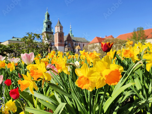 Spring flowers in Krakow, Poland. Wawel castle, daffodils and tulips.