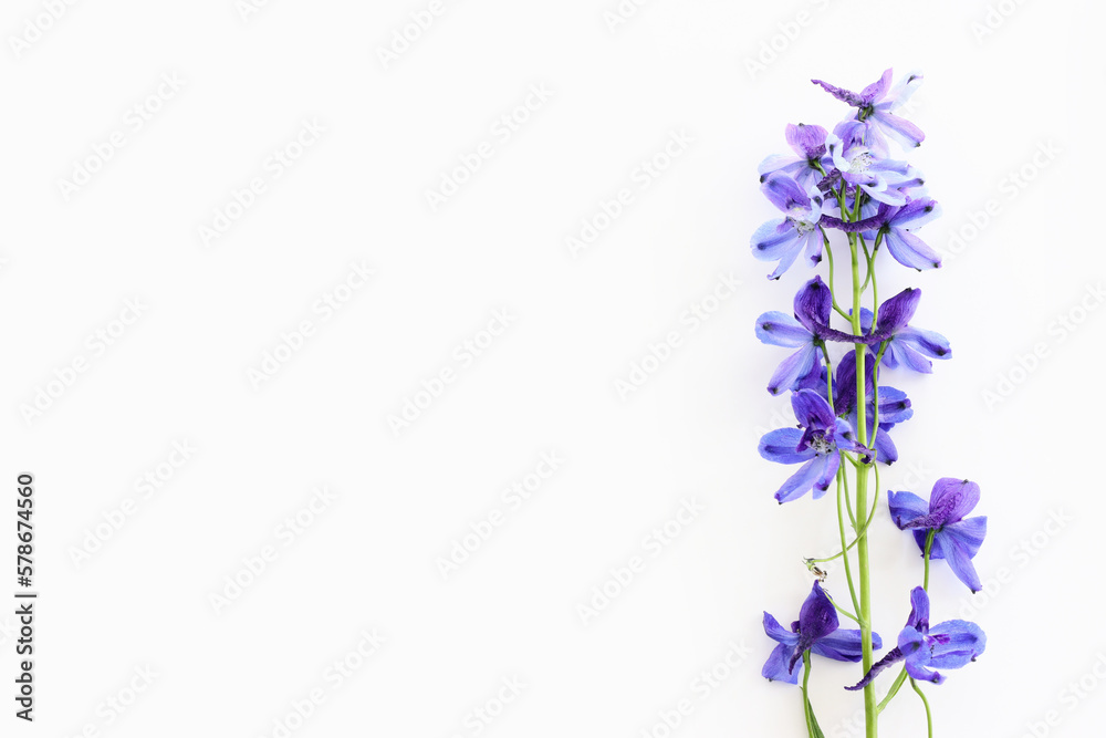 Top view image of violet delphinium flowers composition over white isolated background Top view image of violet delphinium flowers composition over white isolated background