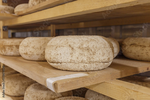 Head of cheese from goat milk on the shelf. photo