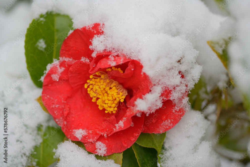 Φωτογραφία Eine schöne rot leuchtende Kamelien Blüte  wurde im Frühling vom letzten Schnee überrascht und ist von den Flocken teilweise bedeckt