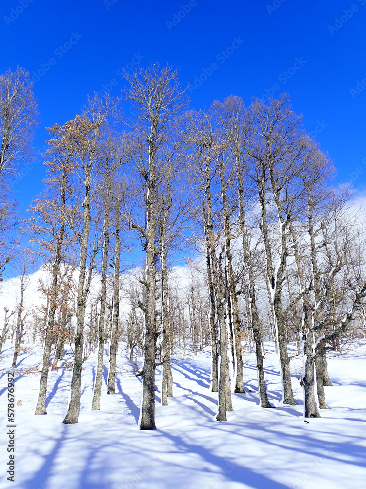 Winter and cold Algeria in North Africa, Winter snow mountain cabin panorama. Winter mountain snow panorama forest tree. landscape winter mountain snow. Snowy winter mountains, jijel Algeria sun cloud Winter and cold Algeria in North Africa, Winter snow mountain cabin panorama. Winter mountain snow panorama forest tree. landscape winter mountain snow. Snowy winter mountains, jijel Algeria sun cloud