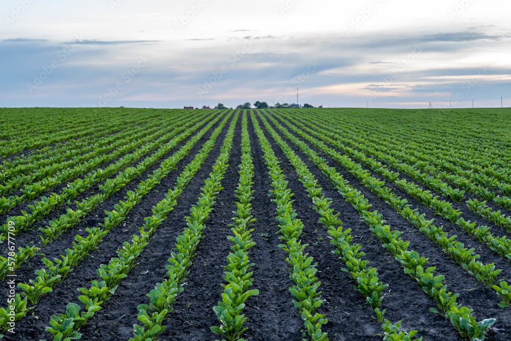 Rows of young fresh beet leaves. Beetroot plants growing in a fertile soil on a field. Cultivation of beet. Agriculture. Rows of young fresh beet leaves. Beetroot plants growing in a fertile soil on a field. Cultivation of beet. Agriculture.