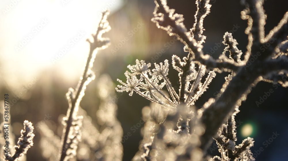 frost
