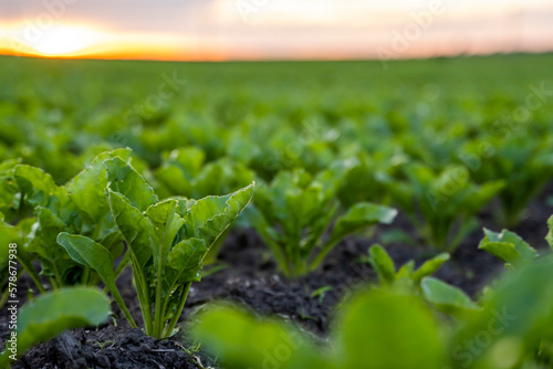 Close up young sugar beet leaves grows in the agricultural beet field in the evening sunset. Agriculture.