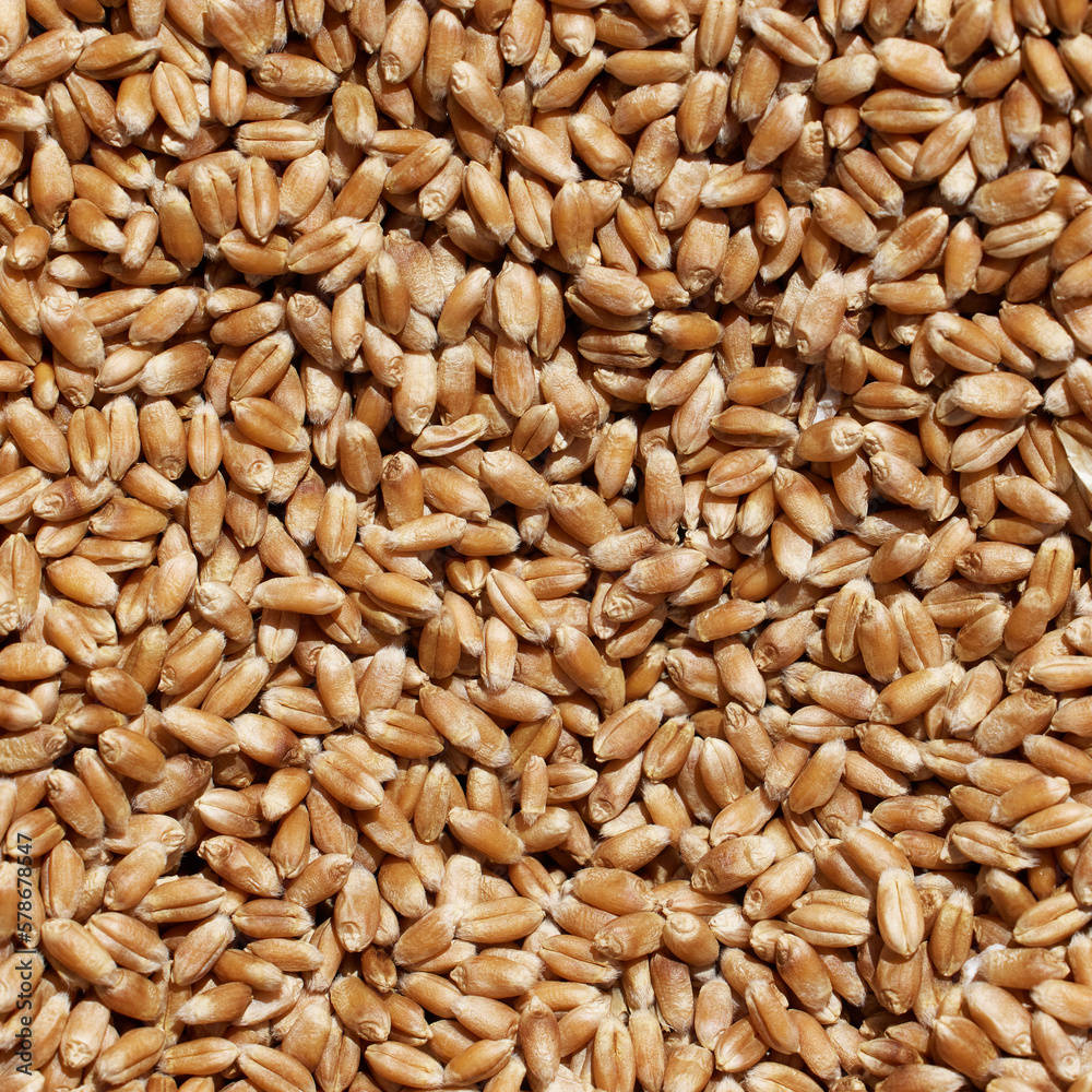 Wheat grains close-up view. Wheat grains background. Dry ripe wheat grains. Preparation for Agricultural season. Preparation of seeds for sowing. Agricultural background Wheat grains close-up view. Wheat grains background. Dry ripe wheat grains. Preparation for Agricultural season. Preparation of seeds for sowing. Agricultural background