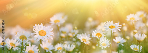 Beautiful daisies on a meadow lit by sun rays, field of flowers © PhotoIris2021