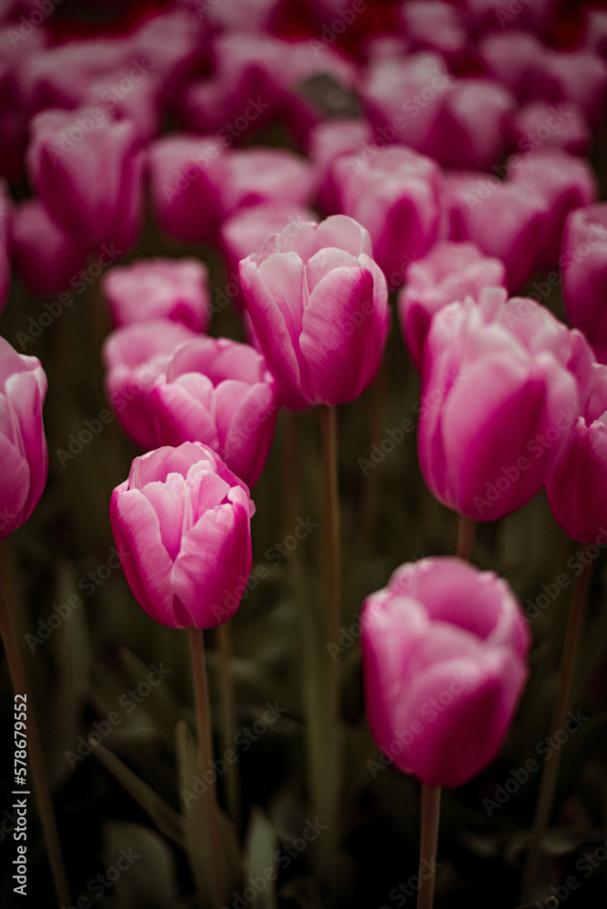 Fototapeta premium pink tulips in the garden